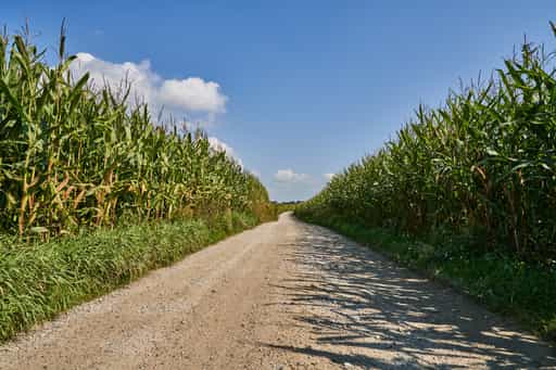 Zum Silbersee – Feldweg durch Maisfelder, Enhofen, Altötting